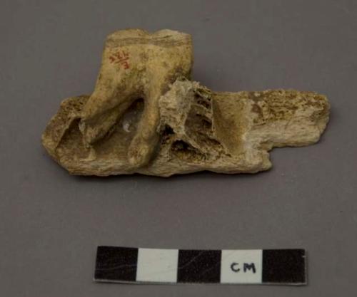 Animal tooth (horse) lower molar (worn)