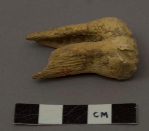 Animal tooth (horse) second left lower molar, much worn