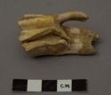 Animal tooth (ox) , second upper molar