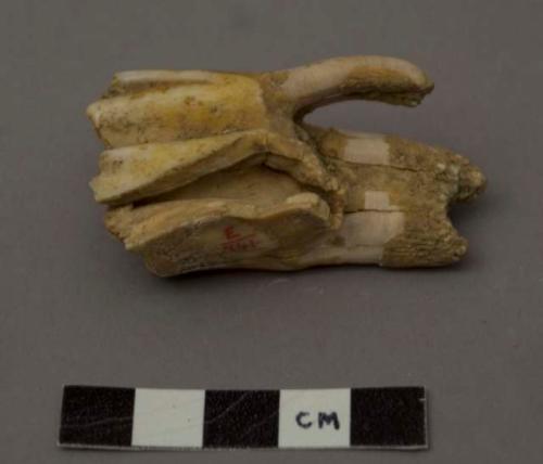 Animal tooth (ox) , second upper molar