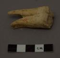 Animal tooth (horse) second left lower molar