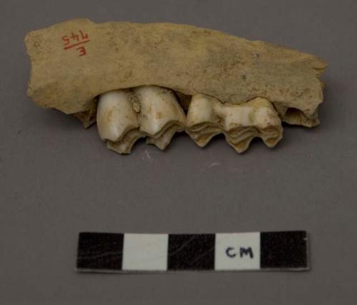 Animal tooth (dama dama, probably) milk teeth & first lower molar