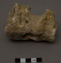Animal bone (ox or bison) humerus