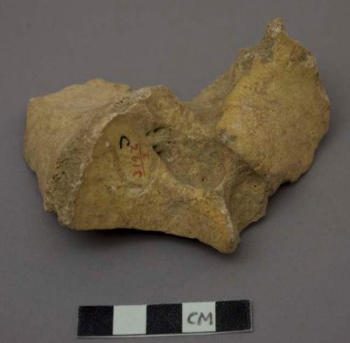 Animal bones, fragment of skull