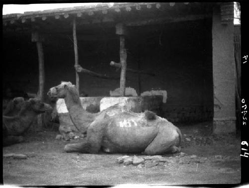 Camel on ground