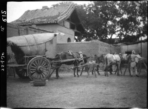 Horses harnassed to wagon