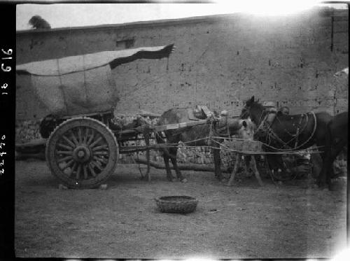 Horses harnassed to wagon