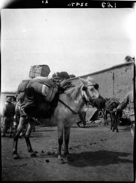 Horse loaded with cargo