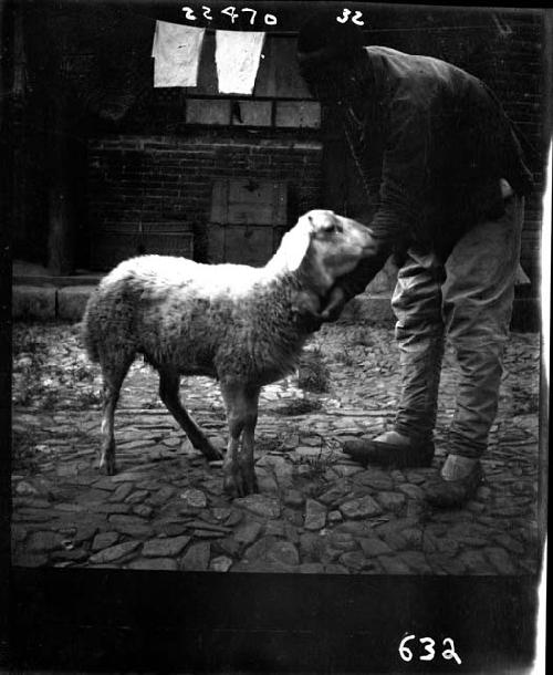 Man pets lamb