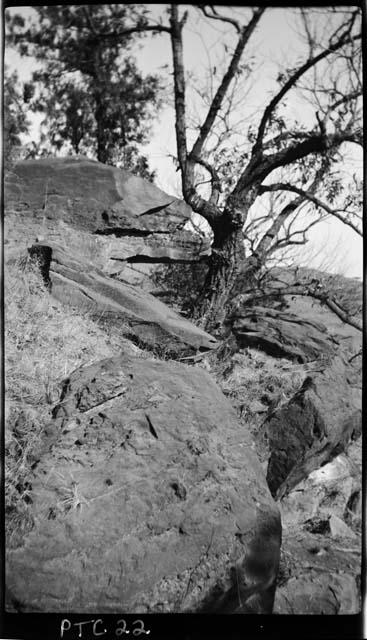 Rocks and tree