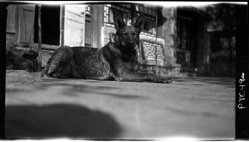 Dog lying on ground