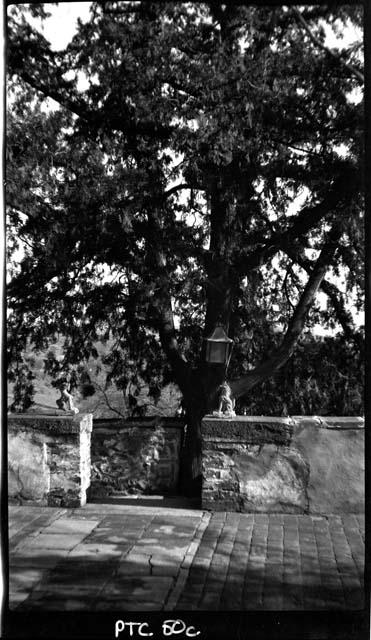 Patio and tree