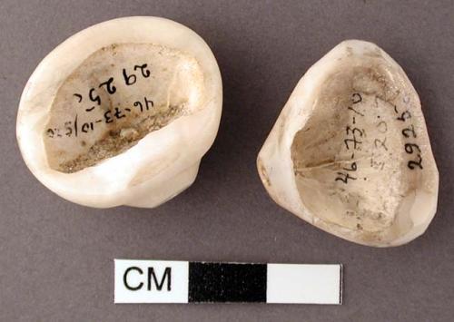 Fragments of unidentified shell