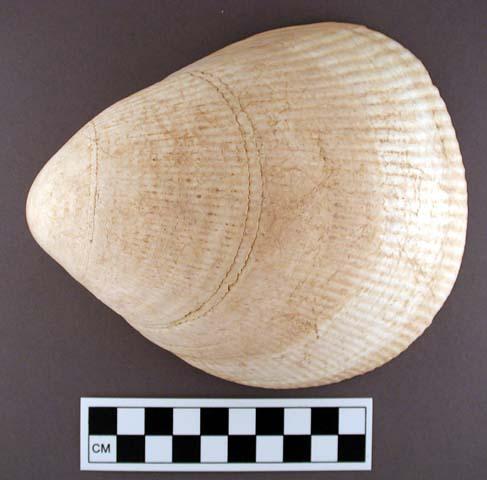 Complete unworked cardium shell - 15.6 cm.