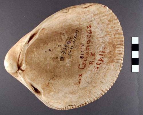 Large bivalve shell