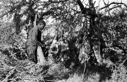 Philip standing next to animal carcasses hanging in a tree, the results of a hunt