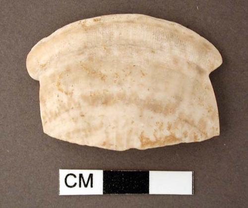 Shell, bivalve, carved fragment