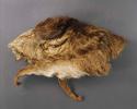 Headdress, deer head skin/fur