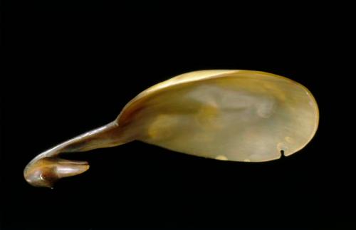 Buffalo horn spoon