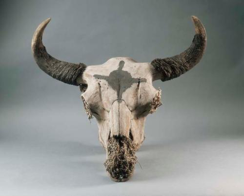 Buffalo head, painted and decorated; used in Sun Dance