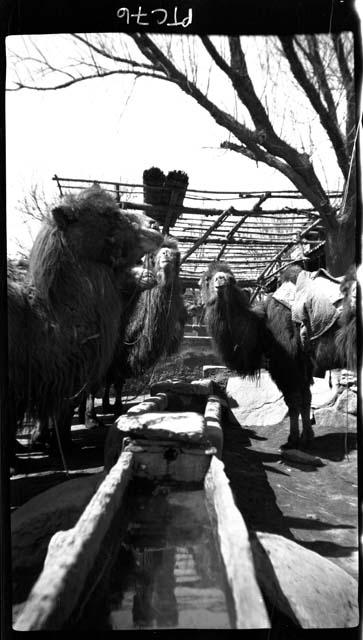 Animals at watering trough