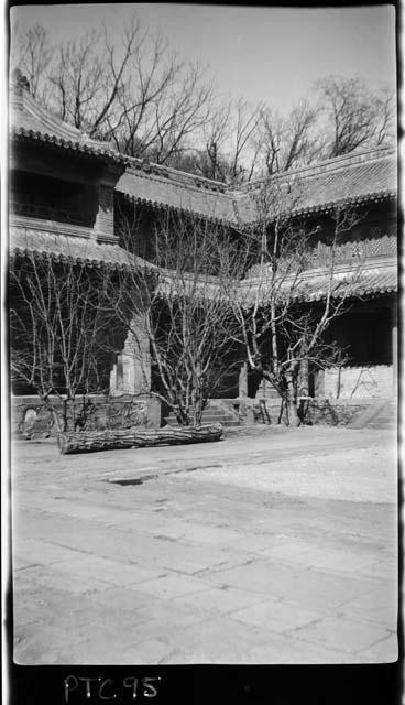 Trees in courtyard