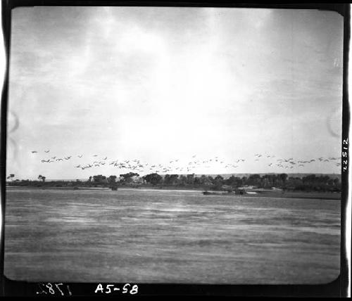 Shoreline and birds, viewed from water