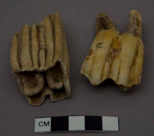 2 upper molars of wild ox