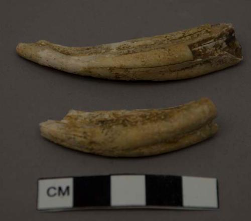 2 incisors of same horse (cf. 1805)