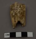 Lower molar of same horse (cf. 1805)