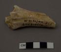 21 miscellneous reindeer bones and teeth
