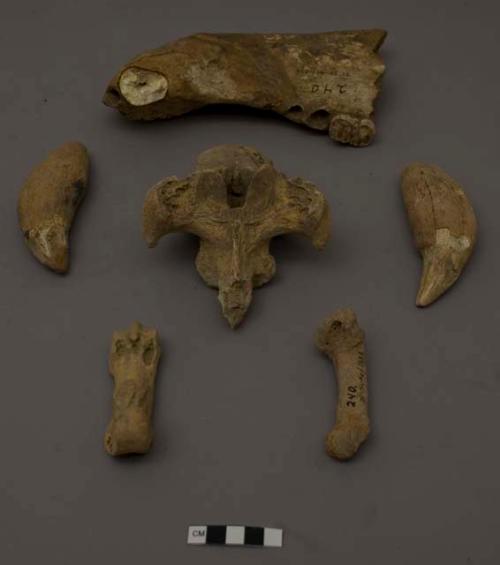 12 bones and teeth of the cave bear