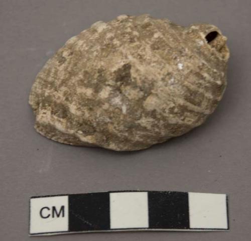 Shell, Purpura patula pansa