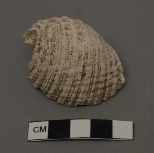 Shells, Purpura patula pausa