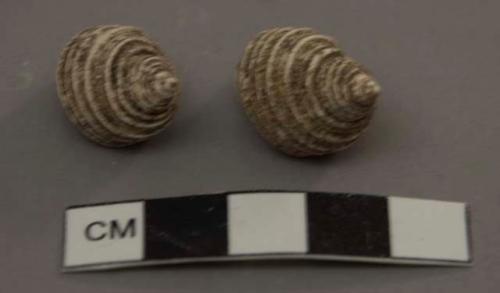 Shells, Littorina