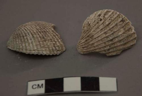 Shells, Anadara grandis