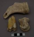 3 miscellaneous animal bones