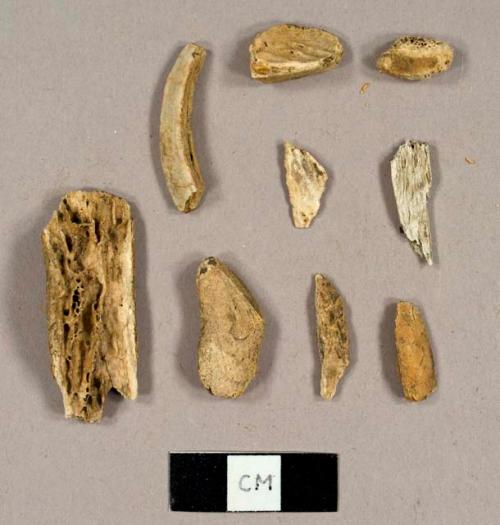 Faunal bone fragments