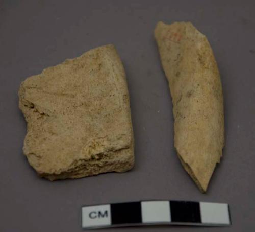 Animal bone fragments