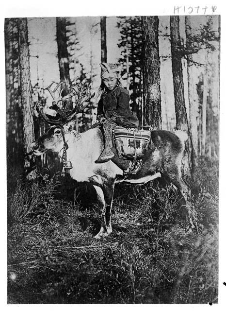 Boy on deer