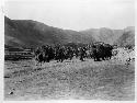 Men Walking With Oxen