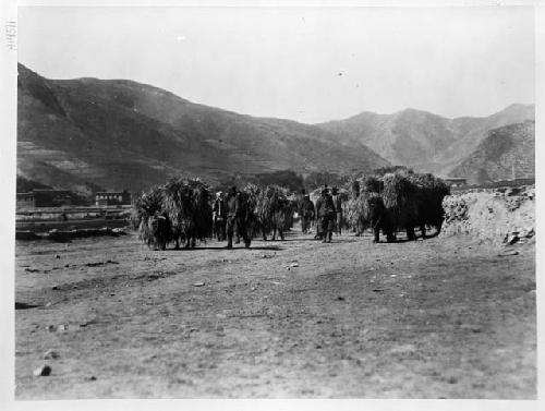 Men Walking With Oxen