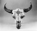 Buffalo skull, painted