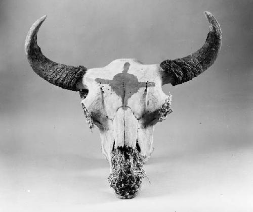 Buffalo skull, painted