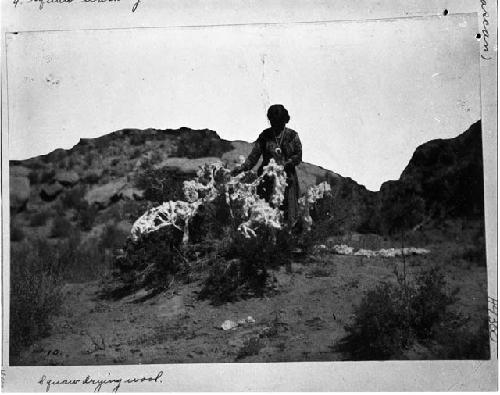 Navajo woman drying wool