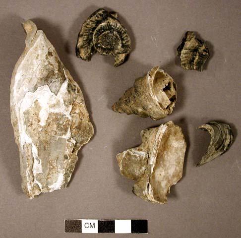 Fragments of large shell