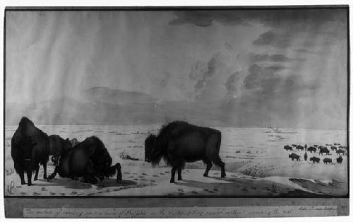 Watercolor: The method of crawling up to a herd buffalo in the winter killing several without disturbing the first.
