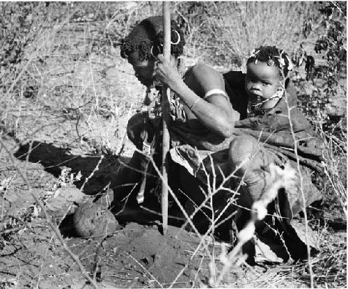 Digging for roots: Bau from Band 10 digging veldkos, with her child tied to her back (print is a cropped image)