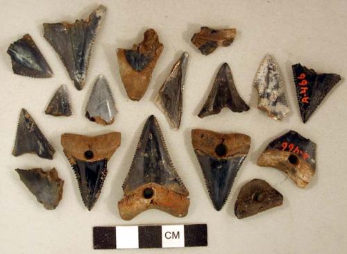 Perforated shark teeth fragments, burned or calcined