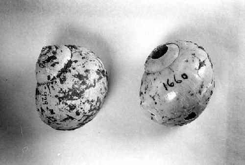 Pomacea Flagellata shells (56-30-20/21189)